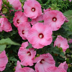 100 Airbrush Effect Hibiscus Hardy Flower Perennials Seeds