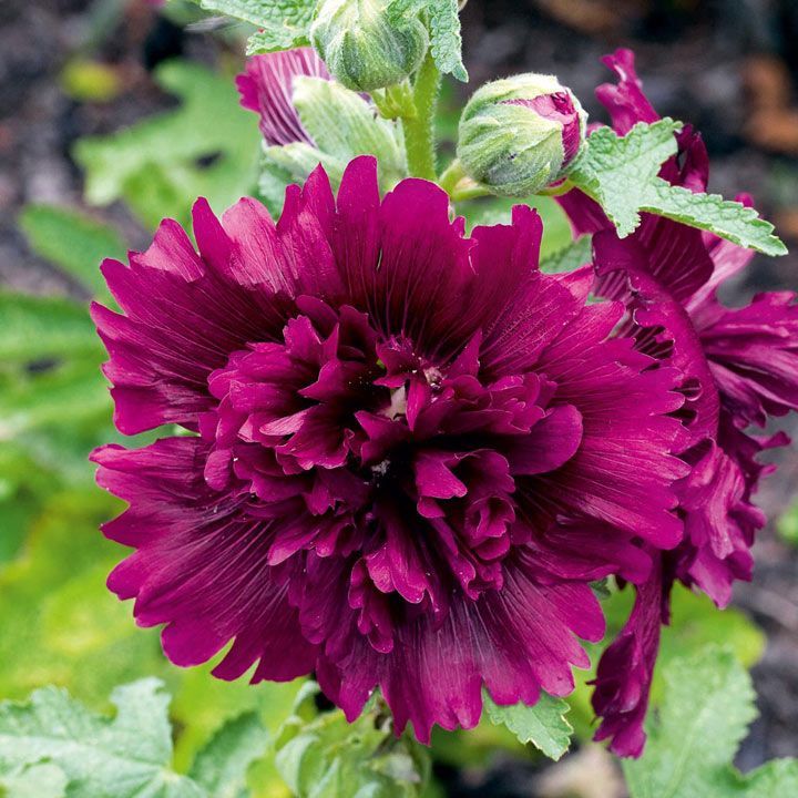 100 Queeny Purple Hollyhock Flower Seeds