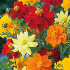 500 Brightness Mixed Cosmos Flower Seeds