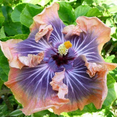 Multicolored flower with pink and purple petals on a green leafy background