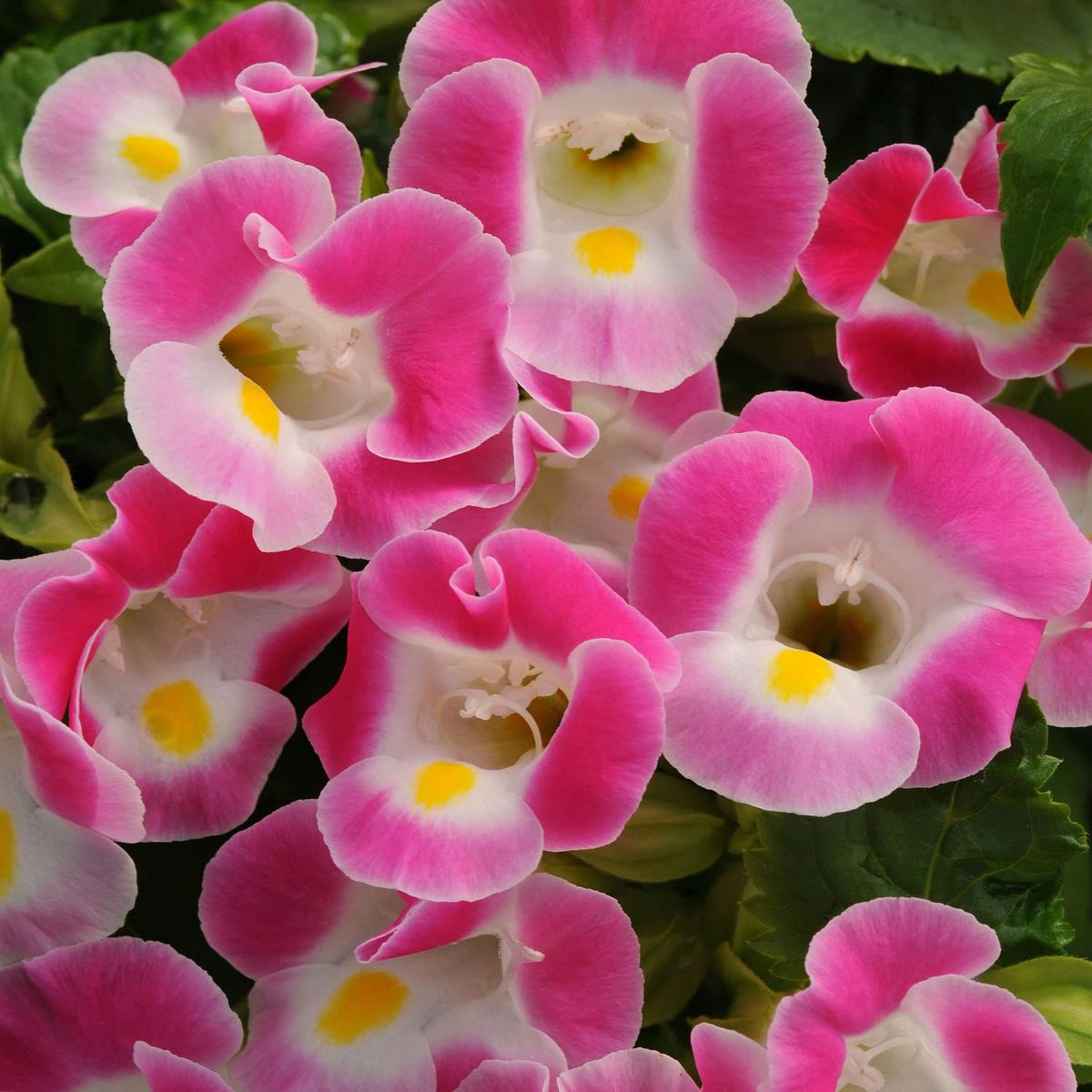 300 Rose Pink Torenia Wishbone Flower Seeds