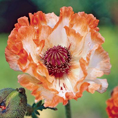 2000 Oriental Flamingo Poppy Flower Seeds