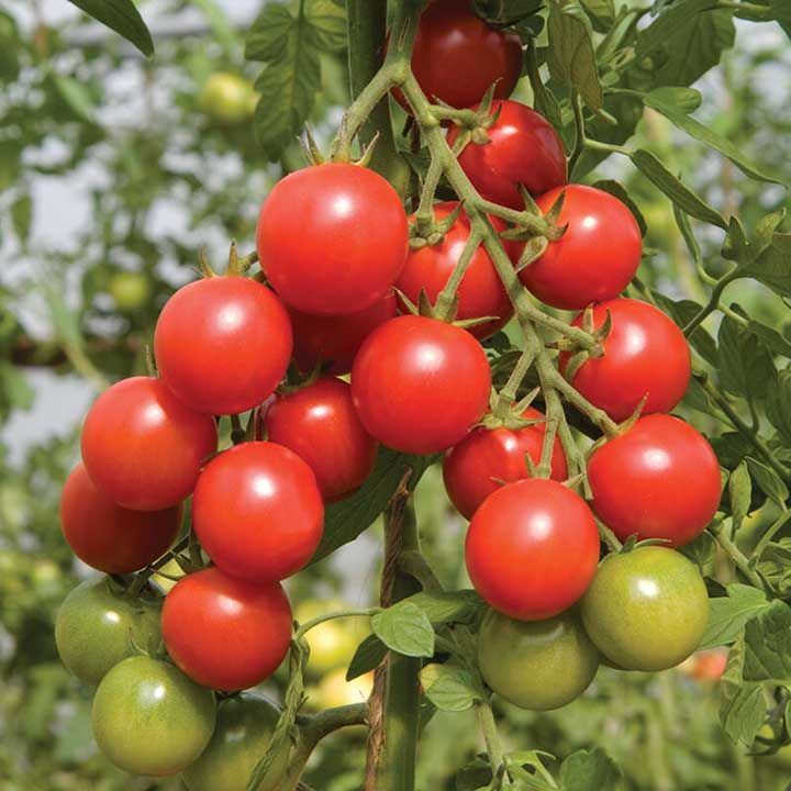 100 Sweetheart Cherry Tomato Non-gmo Vegetable Heirloom Seeds