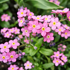 300 Pink Forget Me Not Seeds