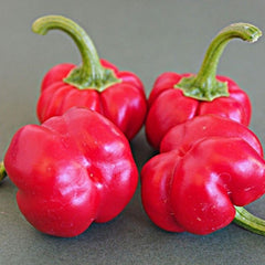 50 Pumpkin Capsicum Chinense Chili Pepper Seeds