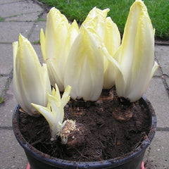 100 Italian Endive Non-GMO Vegetable Heirloom Seeds