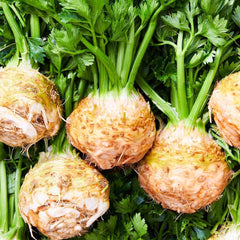 150 Celeriac Apium graveolens var. rapaceum Seeds