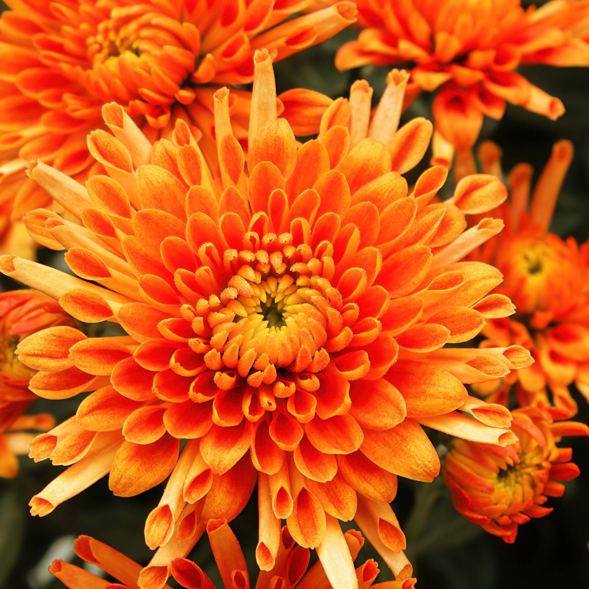 200 Orange Mum Chrysanthemum Flowers Seeds