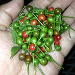 50 Piquin Chili Pepper Seeds