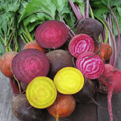 100 Mixed Sugar Beet Heirloom Vegetable Seeds