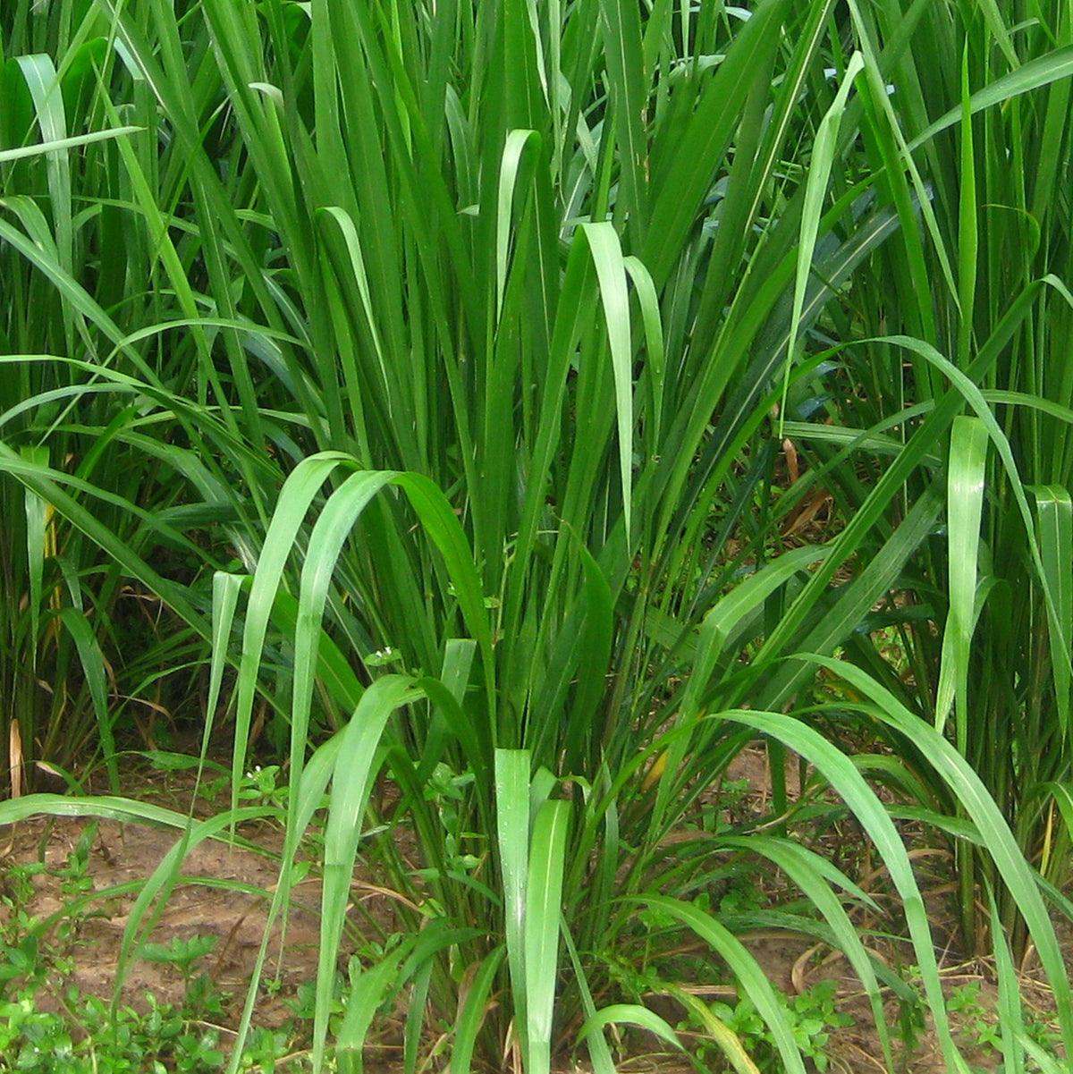 5000 Ruzi Grass Brachiaria ruzizeinsis Pasture Seeds