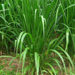 5000 Ruzi Grass Brachiaria ruzizeinsis Pasture Seeds