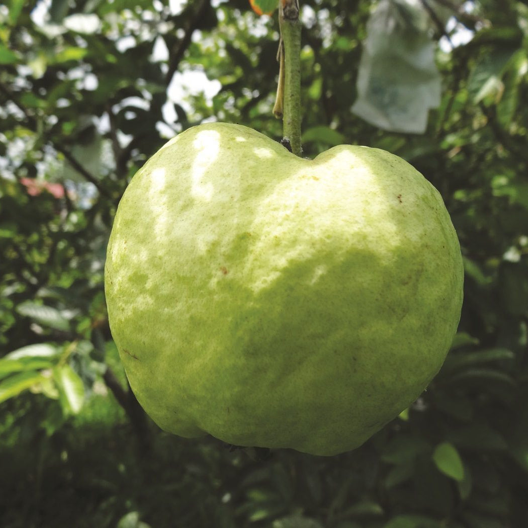 40 Hong Tae Guava Apple Psidium Guajava Seeds