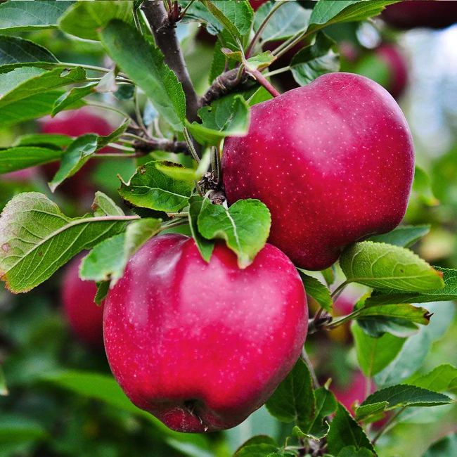 30 Pink Lady Apple Fruit Seeds