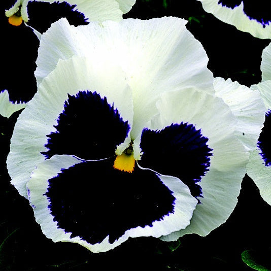 100 Silverbride Pansy Flower Seeds