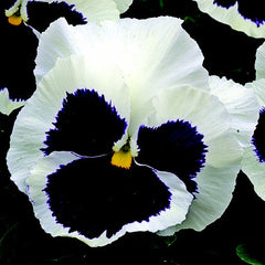 100 Silverbride Pansy Flower Seeds