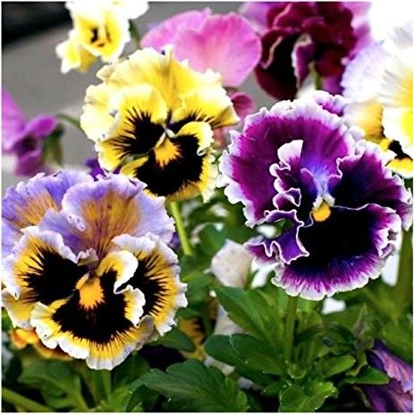 100 Rococo Mixed Pansy Flower Seeds
