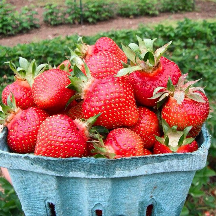 100 Earliglow Strawberry Fruit Organic Sweet Non-GMO Seeds