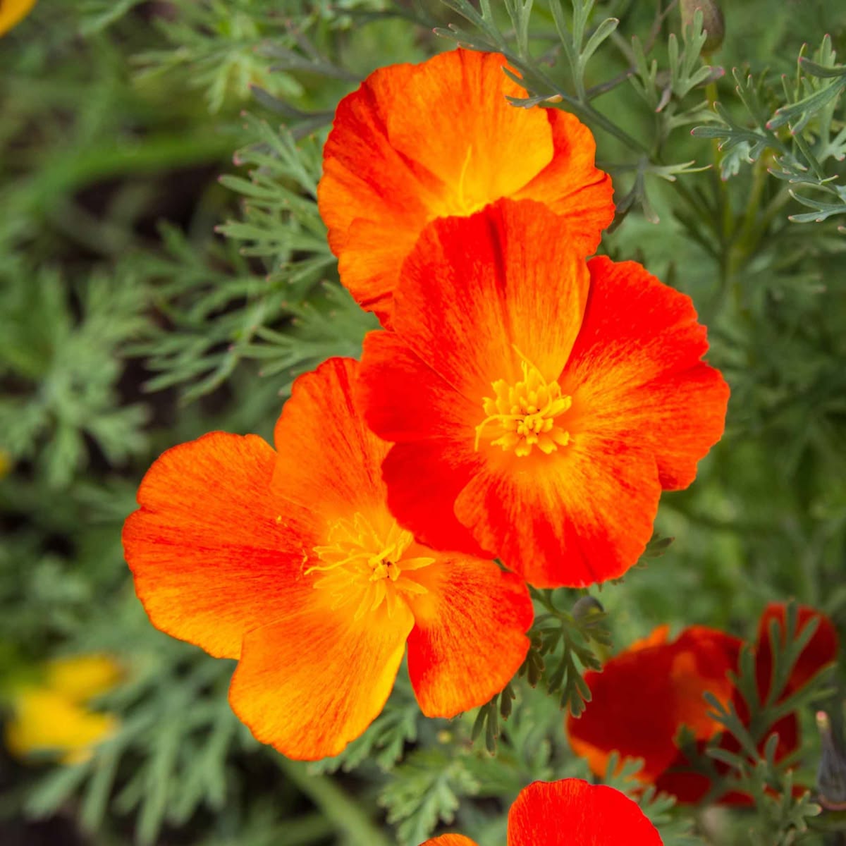 2000 Orange California Poppy Flower Seeds