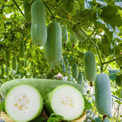 30 Taiwanese Small Winter Melon Vegetable Seeds