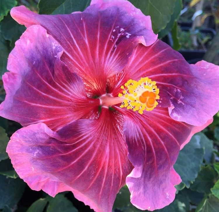 100 Heartache Hibiscus Hardy Flower Perennials Seeds