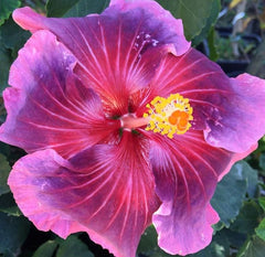 100 Heartache Hibiscus Hardy Flower Perennials Seeds