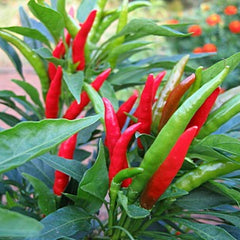 Red and green chili peppers growing on a plant with blurred background