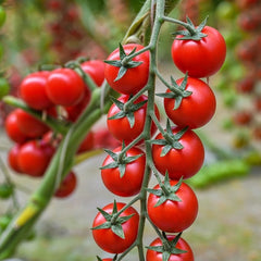 100 Sweet Princess Tomato Seeds