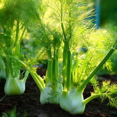200 Fennel Saunf Seeds