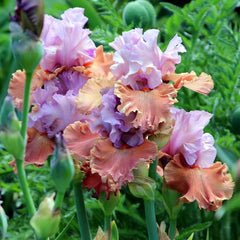 100 Adoree Iris Seeds