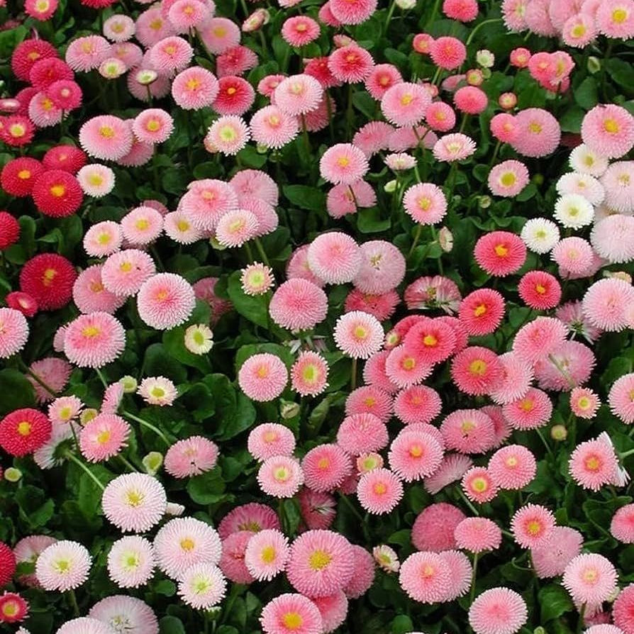 Colorful flower bed with pink, red, and white flowers