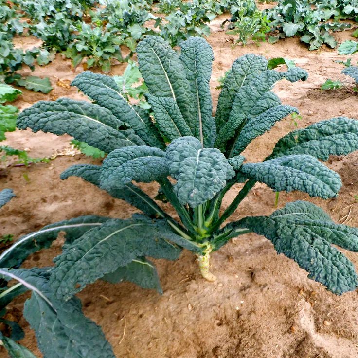 300 Lacinato kale Couve Toscana Vegetable Seeds