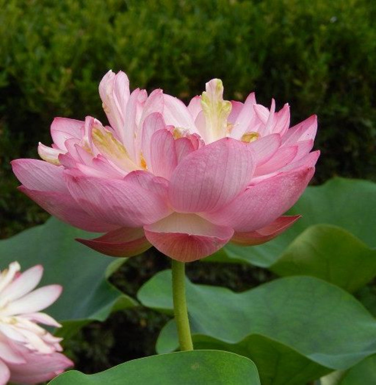 15 Thai Heirloom Lotus flower Bonsai Seeds Water Plants (Original Thai Seeds) 025