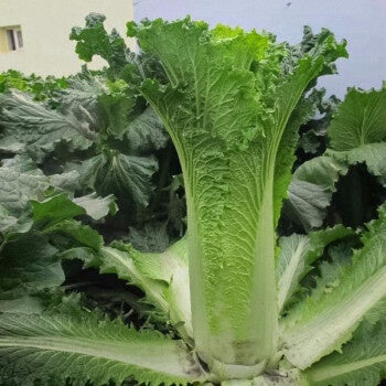 1000 Chihili Cabbage Vegetable Seeds