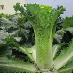 1000 Chihili Cabbage Vegetable Seeds