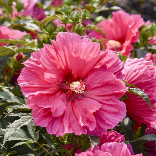 100 Watermelon Ruffles Hibiscus Hardy Flower Perennials Seeds