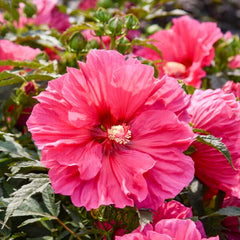 100 Watermelon Ruffles Hibiscus Hardy Flower Perennials Seeds