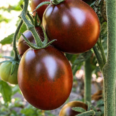 100 Black Prince Tomato Non GMOs Vegetable Heirloom Seeds