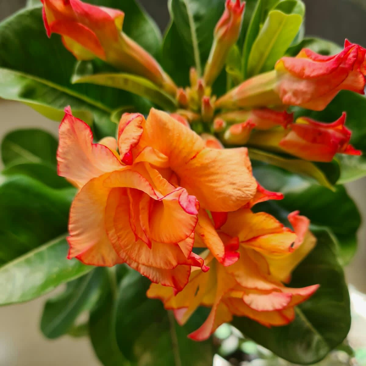 15 Thai Orange Red Lips Adenium Obesum Double layer Desert Rose Seeds