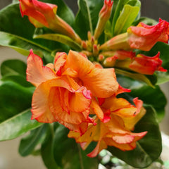 15 Thai Orange Red Lips Adenium Obesum Double layer Desert Rose Seeds