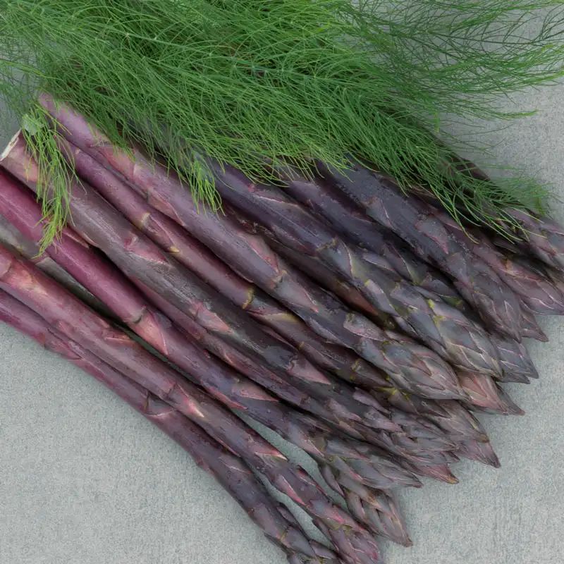 10 Erasmus Asparagus Organic Vegetable Seeds