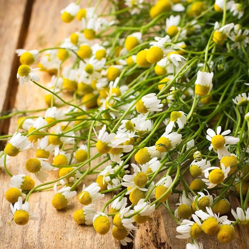 100 German Chamomile Flower Seeds