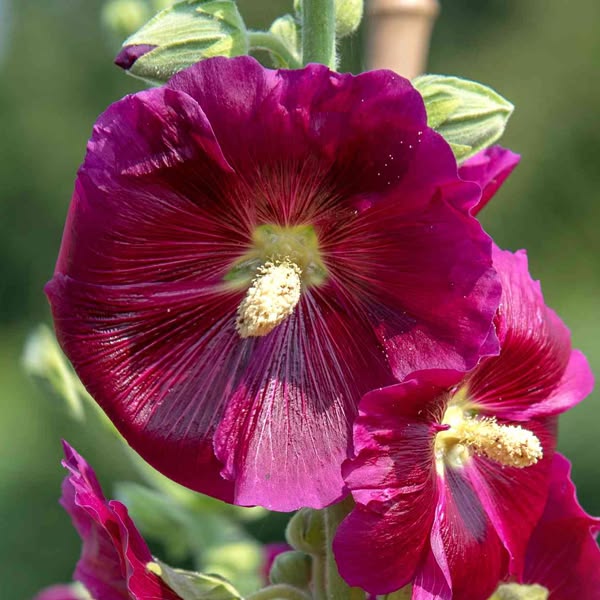 100 Fuchsia Hollyhocks Alcea Rosea Flower Seeds