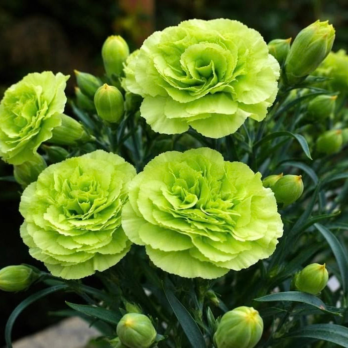 350 Green Carnation Flower Dianthus Caryophyllus Seeds