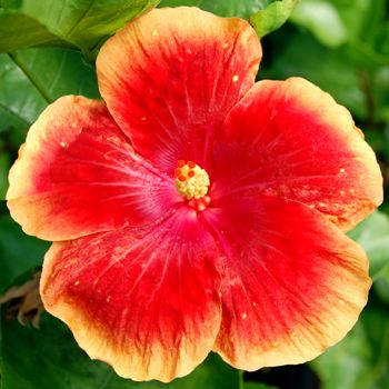 100 Dynamo Hibiscus Hardy Flower Perennials Seeds
