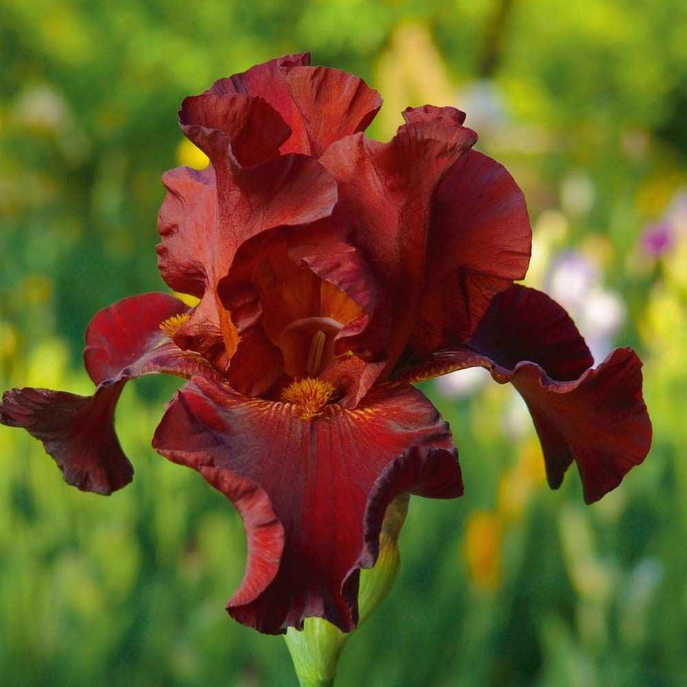100 Red Wine Iris Seeds