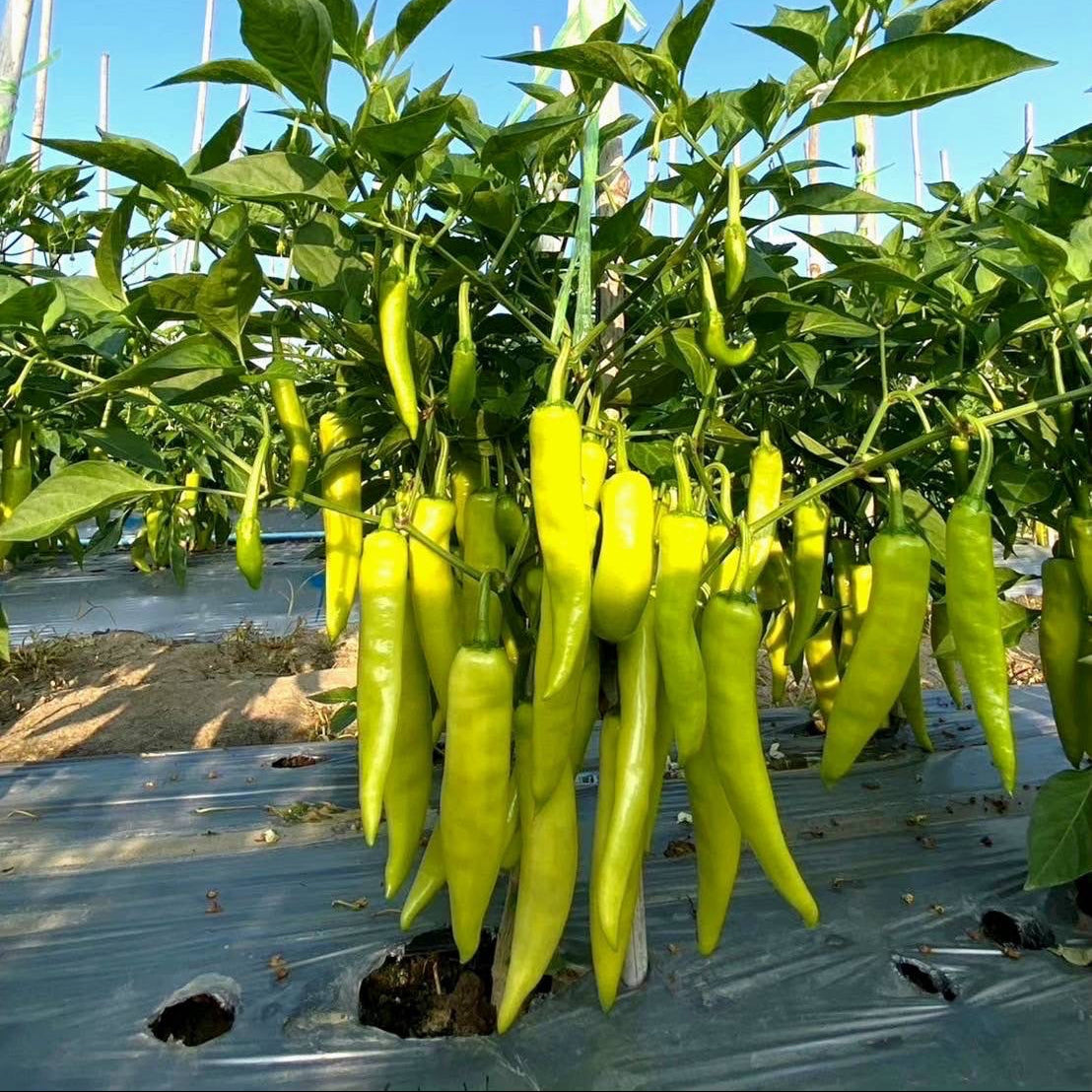 Green peppers growing on a plant with a clear blue sky in the background