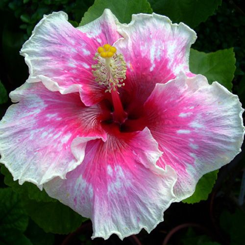 100 Rose Princess Hibiscus Hardy Flower Perennials Seeds