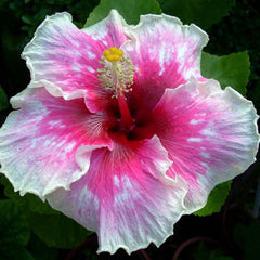 100 Rose Princess Hibiscus Hardy Flower Perennials Seeds