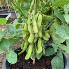 100 Edamame Japanese Bean Seeds